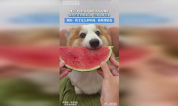 小狗的视频,小狗欢乐视频集锦