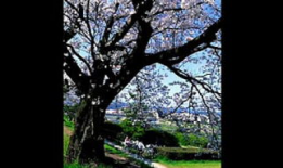 一棵开花的树朗诵视频,一场视觉与听觉的盛宴