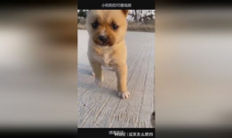 小狗的视频,小狗欢乐视频集锦